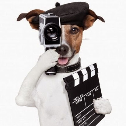 dogd-1
